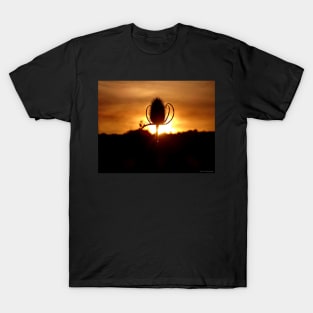 Dipsacus-teasel sunset T-Shirt